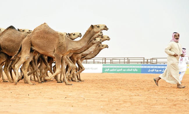 阿拉伯駱駝節世界之最
